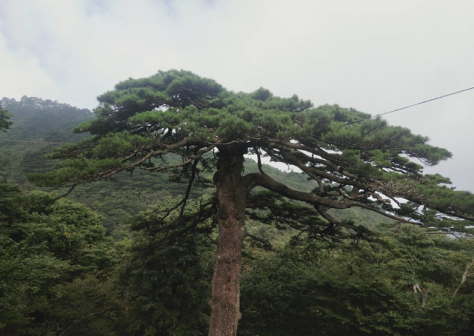 黑虎松
